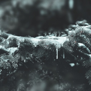 松树-消融的冰雪-蜘蛛网-树-树叶 图片素材