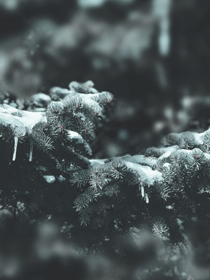 松树-消融的冰雪-海星-树-树叶 图片素材