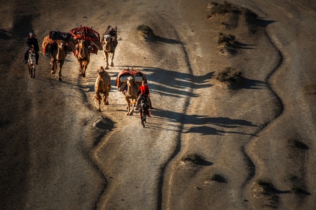 我要上封面-新疆-动物-骆驼-沙漠 图片素材