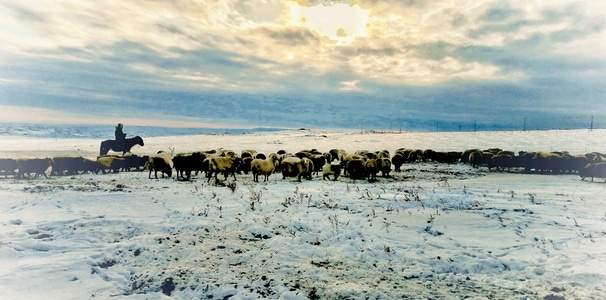 你好2020-新疆-风光-狗拉雪橇-雪景 图片素材