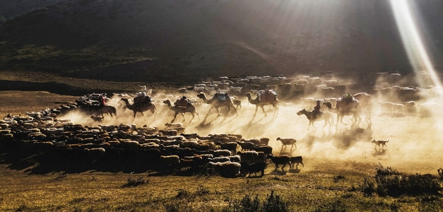 尘世烟火-新疆-动物-迁移-草原 图片素材