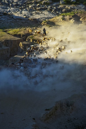 人间百味-新疆-人文-海滨-羊群 图片素材