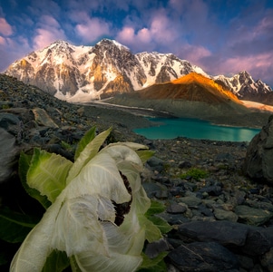 风光-旅行-雪山-博格达峰-天山雪莲 图片素材