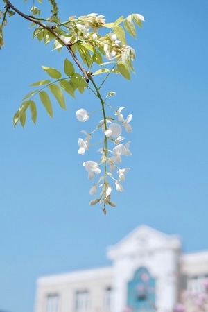 上海市-紫藤-紫藤-花-花朵 图片素材