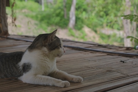 夏天-旅行-猫-猫-萌宠 图片素材