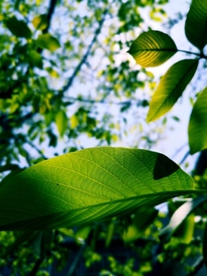 绿色-春天-树叶-叶子-绿叶 图片素材