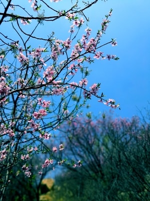 春天-花开-风景-花卉-鲜花 图片素材