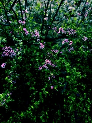 春天-花开-风景-花卉-鲜花 图片素材