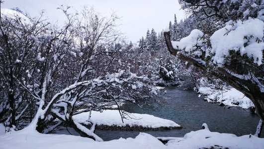 瑞雪-风光-瑞雪-树枝-树林 图片素材