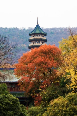 我的2019-南京-风光-旅行-银杏 图片素材