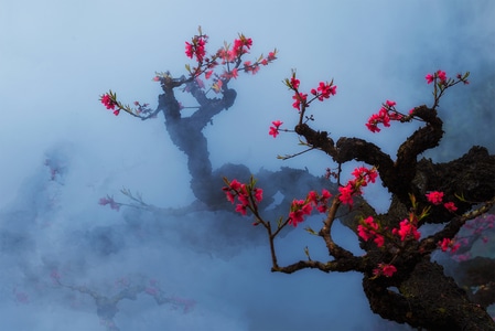 风光-修旧图-鹰嘴桃花-降落伞-天空 图片素材