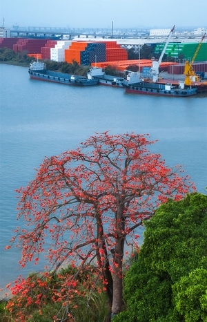 人文-风光-旅行-风景-木棉花 图片素材