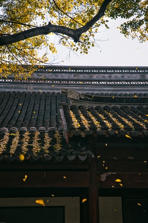 旅行-上海-5d4-秋天-看你的城市 图片素材