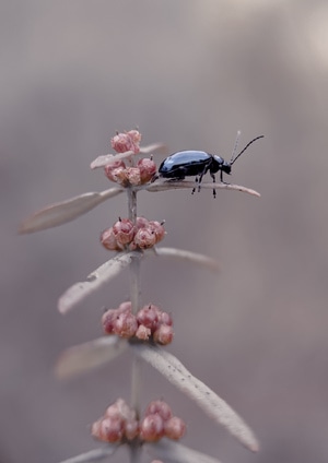 奇妙的昆虫-微距-昆虫-天牛-花 图片素材