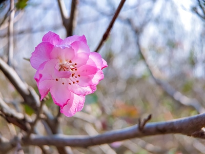 秋日-大自然-花朵-花-花卉 图片素材