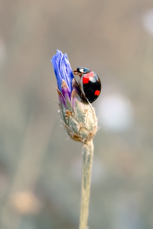 蝶-花-色彩-秋日-昆虫 图片素材