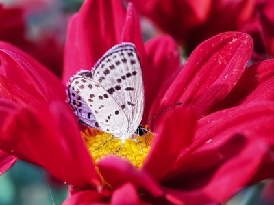 奇妙的昆虫-大自然-秋日-色彩-花 图片素材