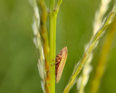 大自然-奇妙的昆虫-微距-昆虫-植物 图片素材
