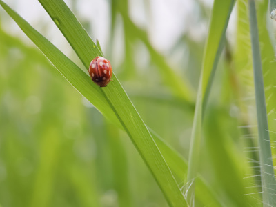 夏季-昆虫-手机微距-大自然-昆虫 图片素材