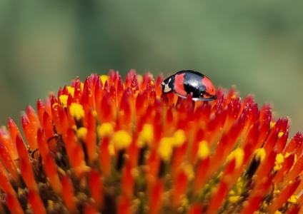 手机微距-秋日-大自然-奇妙的昆虫-昆虫 图片素材