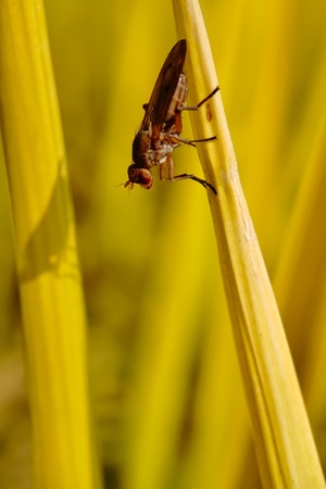 大自然-秋日-奇妙的昆虫-昆虫-动物 图片素材