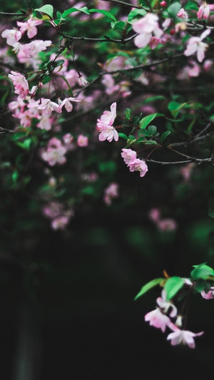 我要上封面-春光-海棠-春暖花开-赏花 图片素材