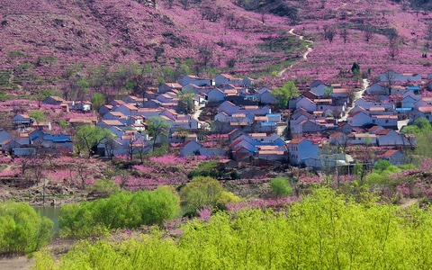 山村-粉色-风景-风光-桃花 图片素材