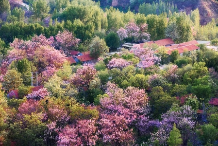 风光-风景-春色-暮春-梧桐花 图片素材