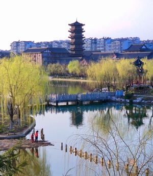 嫩黄-柳树-春来到-风景-树 图片素材