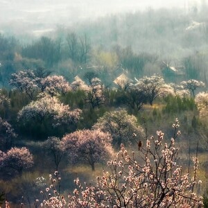 山村-花开-杏花-晨雾-油画 图片素材