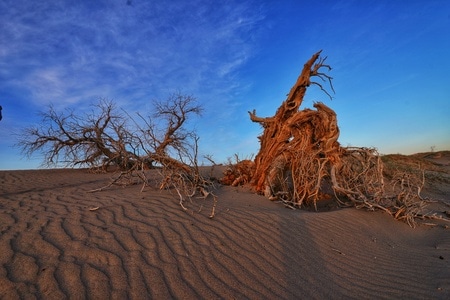 怪树林-额济纳-索尼-沙漠-怪树林 图片素材