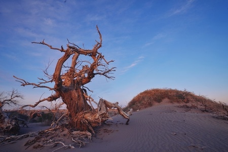 怪树林-额济纳-索尼-沙漠-怪树林 图片素材