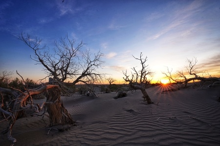 怪树林-额济纳-索尼-沙漠-日落 图片素材