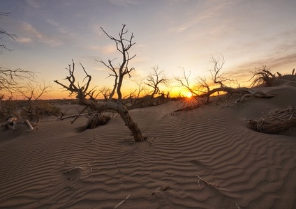 怪树林-额济纳-索尼-沙漠-风光 图片素材