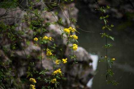 花-怡园-蜘蛛网-植物-油菜花田 图片素材