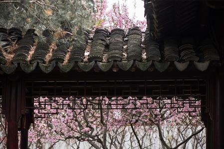花-怡园-瓦屋顶-屋檐-房檐 图片素材