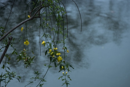 怡园-花-蜘蛛网-植物-花 图片素材