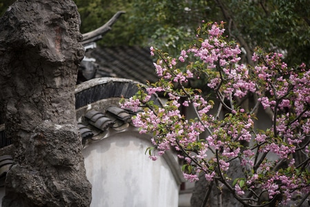 怡园-花-植物-植物-花 图片素材