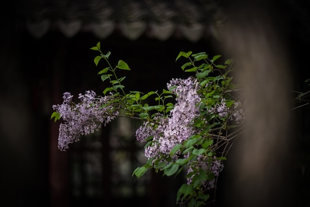 花-怡园-植物-花-植物 图片素材