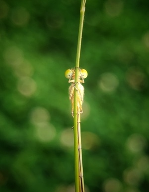 滁州市-昆虫-微距-自然-风景 图片素材