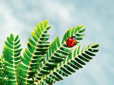滁州市-昆虫-艺术-小草-风光 图片素材