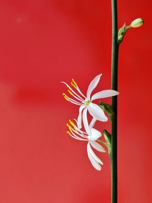 滁州市-春天-微距-花朵-花朵 图片素材