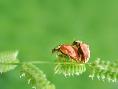 我的2019-昆虫-手机摄影-昆虫-甲虫 图片素材