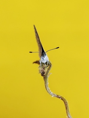 微距-自然-昆虫-宅家-蝴蝶 图片素材