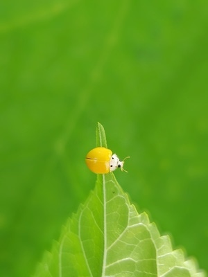 昆虫-微距-宅家-昆虫-小黄瓢虫 图片素材