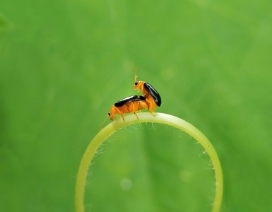 我的2019-昆虫-微距-叶甲虫-瓢虫 图片素材