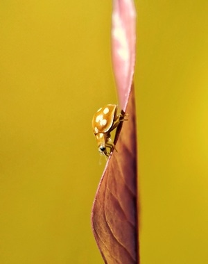 昆虫-微距-风景-自然-我要上封面 图片素材
