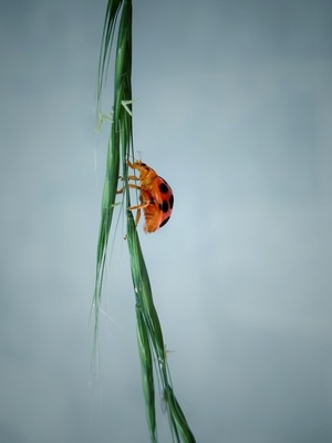 滁州市-瓢虫-微观世界-风景-昆虫 图片素材