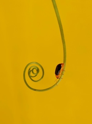 微距-昆虫-昆虫-虫子-动物 图片素材