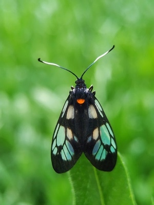 滁州市-田野-风光-自然-昆虫 图片素材